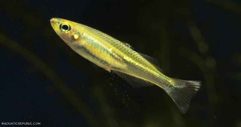 Bedotia madagascariensis