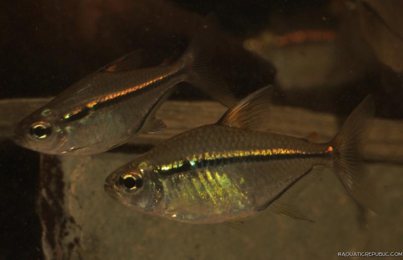 Hemigrammus ulreyi