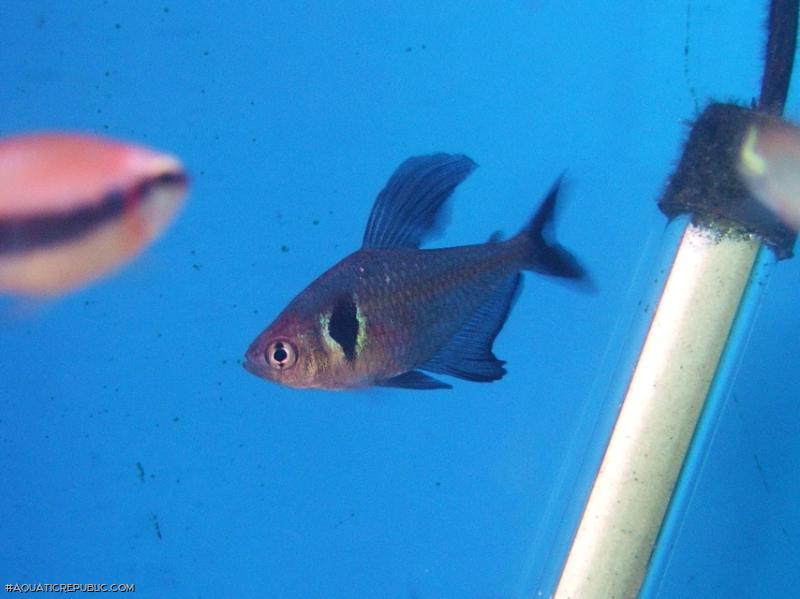 Megalamphodus megalopterus