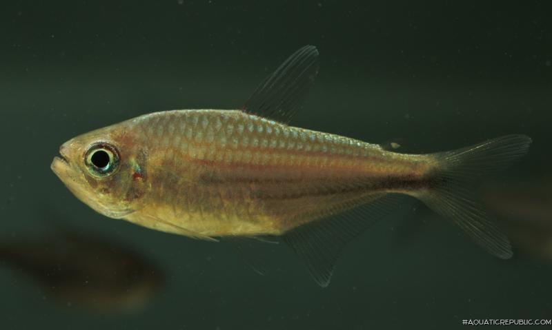 Moenkhausia agnesae