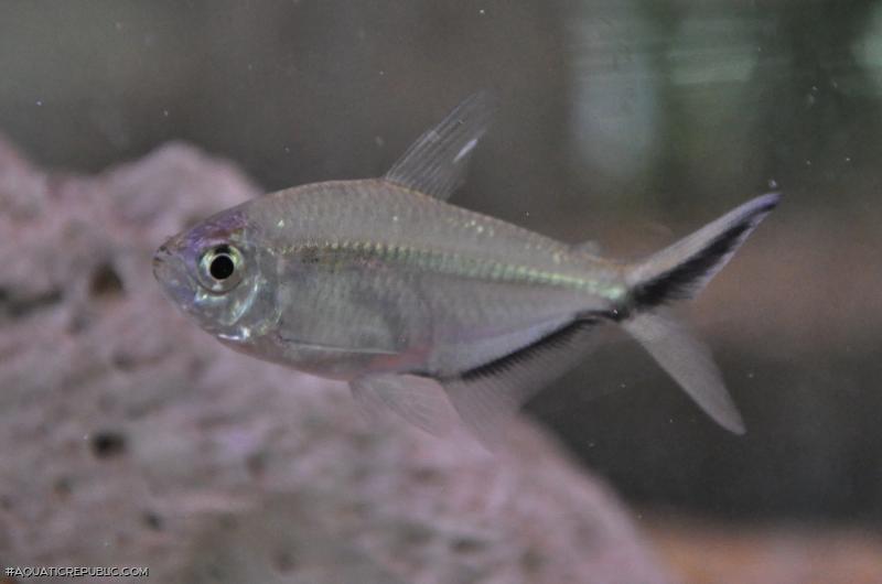 Moenkhausia costae