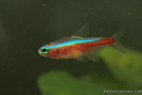 Paracheirodon axelrodi