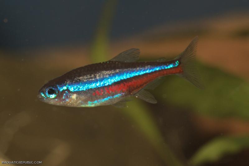 Paracheirodon simulans