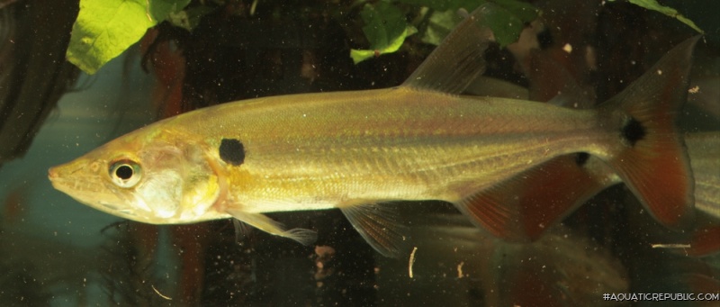 Acestrorhynchus falcatus