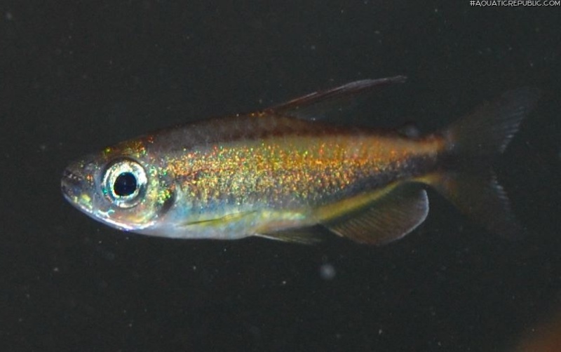 Phenacogrammus aurantiacus