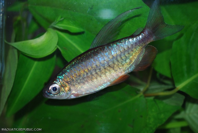 Phenacogrammus aurantiacus