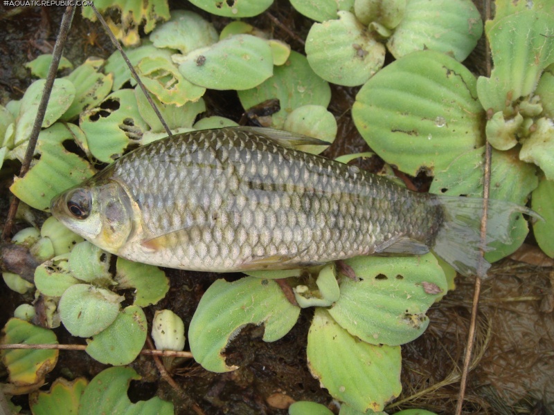 Leporinus friderici