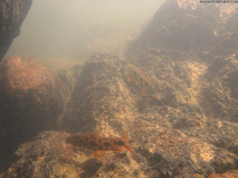 Leporinus julii