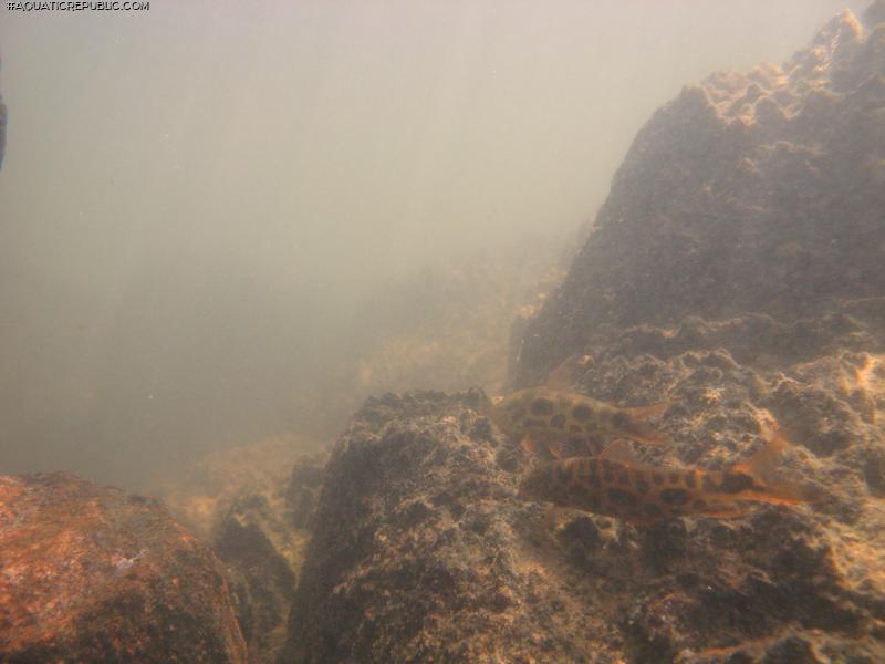 Leporinus julii