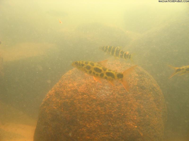 Leporinus julii