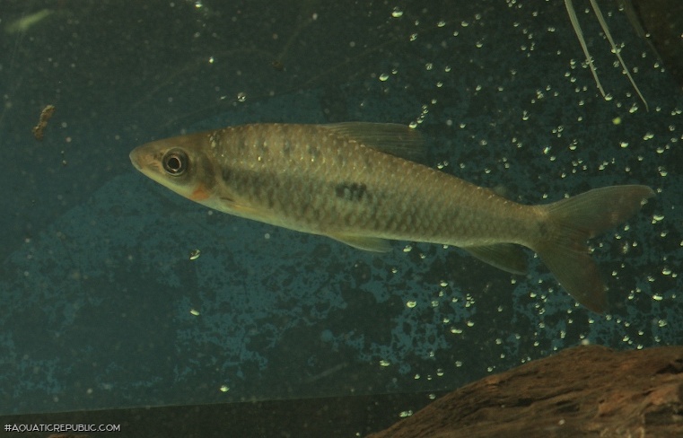 Leporinus niceforoi