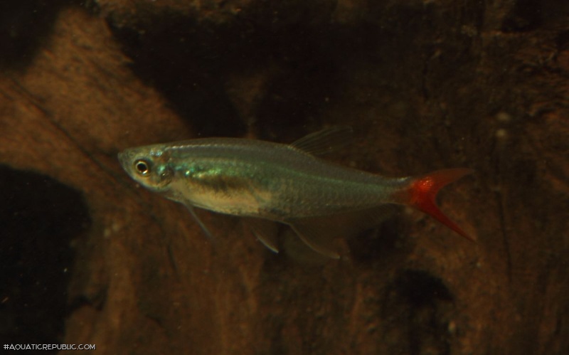 Prionobrama filigera