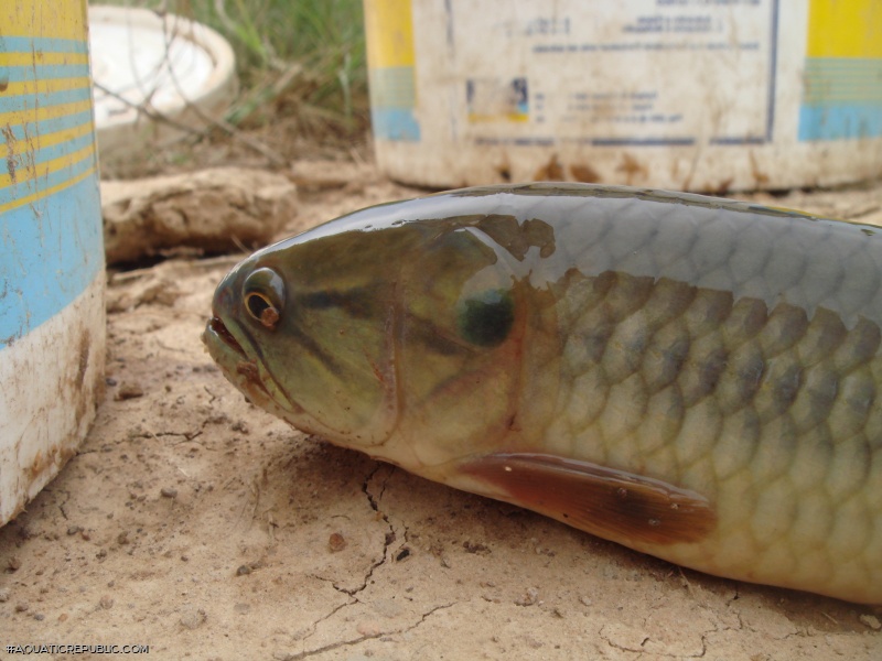 Hoplerythrinus unitaeniatus