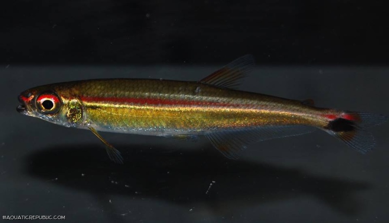 Iguanodectes geisleri