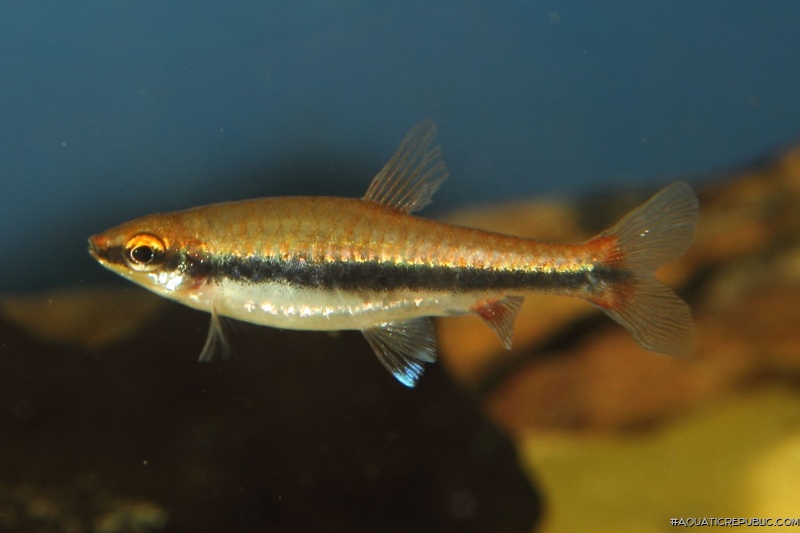 Nannostomus beckfordi