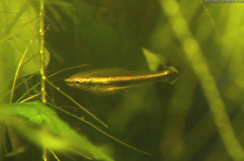 Nannostomus beckfordi