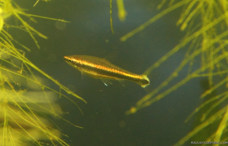 Nannostomus beckfordi