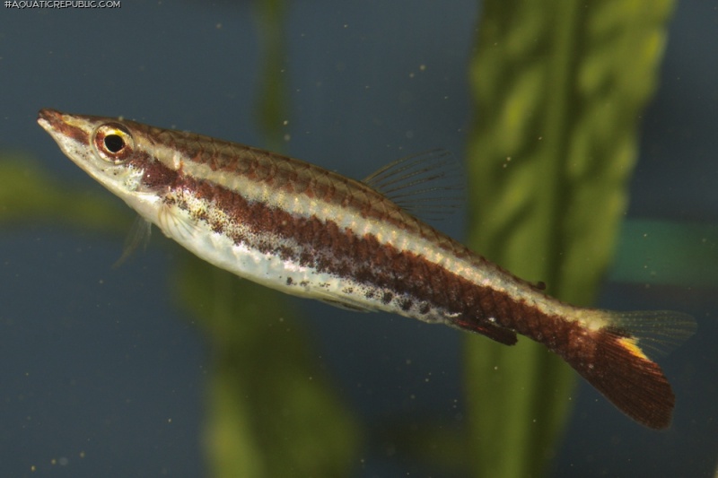 Nannostomus eques