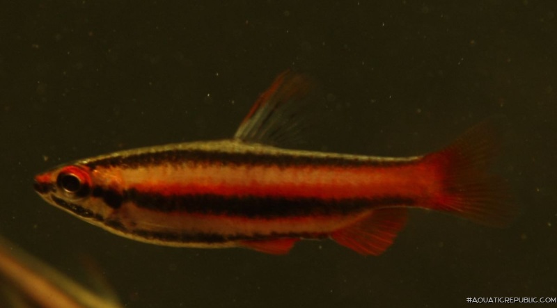 Nannostomus mortenthaleri