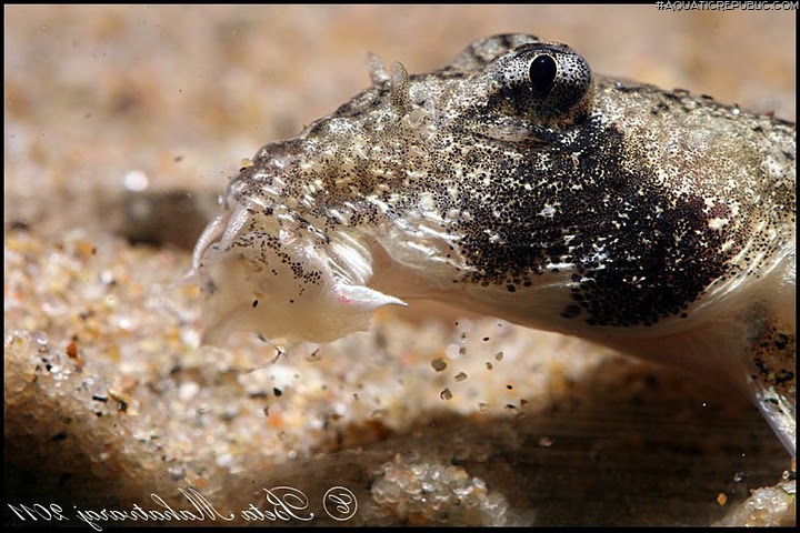 Canthophrys gongota