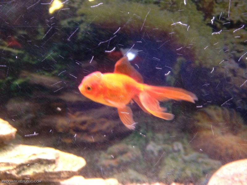 Carassius auratus