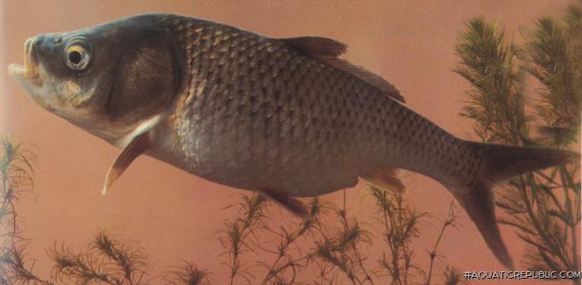 Cyprinus pellegrini