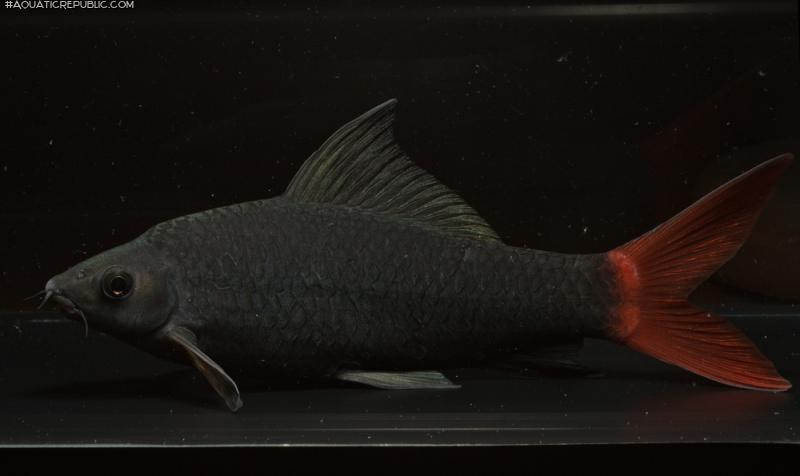 Epalzeorhynchos bicolor