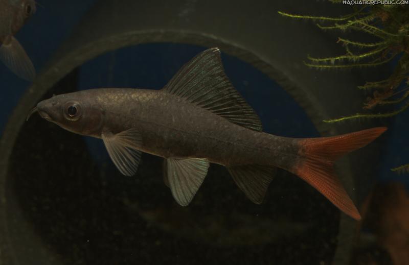 Epalzeorhynchos bicolor