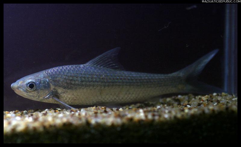 Gymnostomus ariza