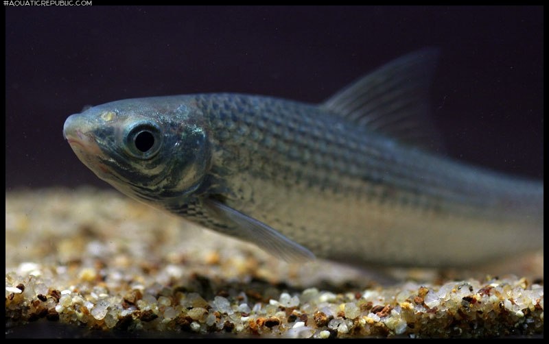 Gymnostomus ariza