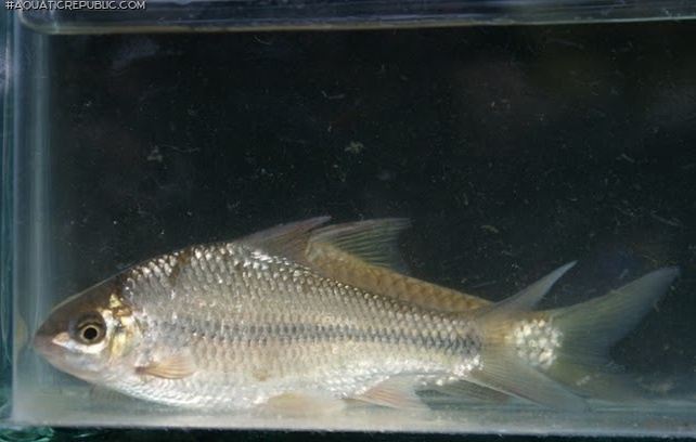 Kantaka brevidorsalis