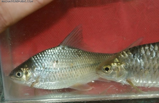 Kantaka brevidorsalis