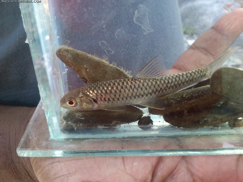 Naziritor chelynoides