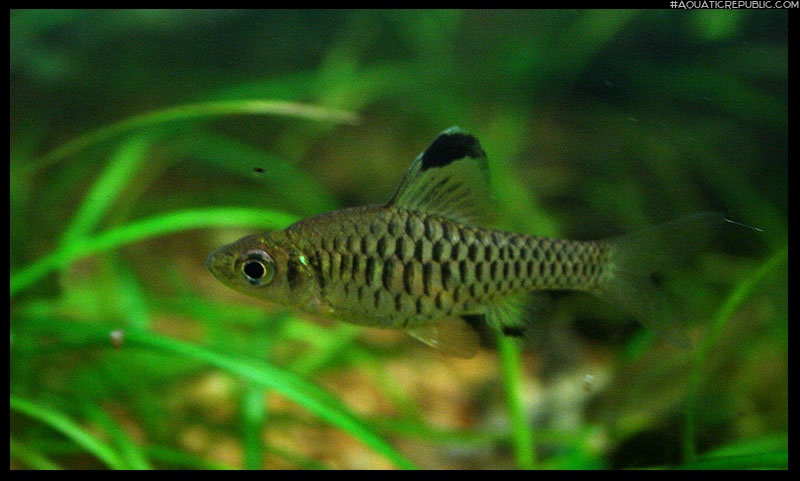 Oreichthys cosuatis