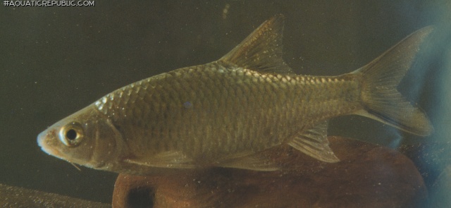 Poropuntius rhomboides