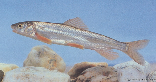 Schizopygopsis labiosa