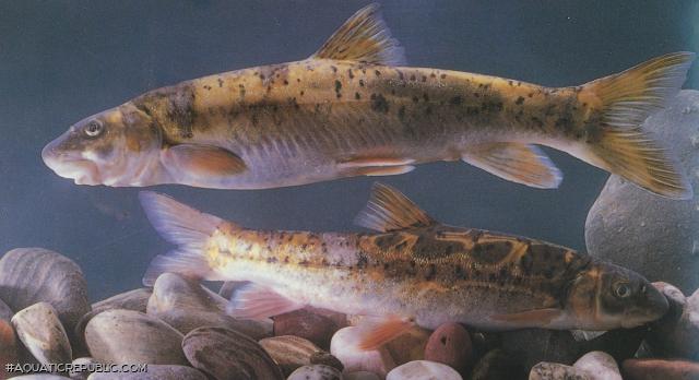 Schizothorax malacathus
