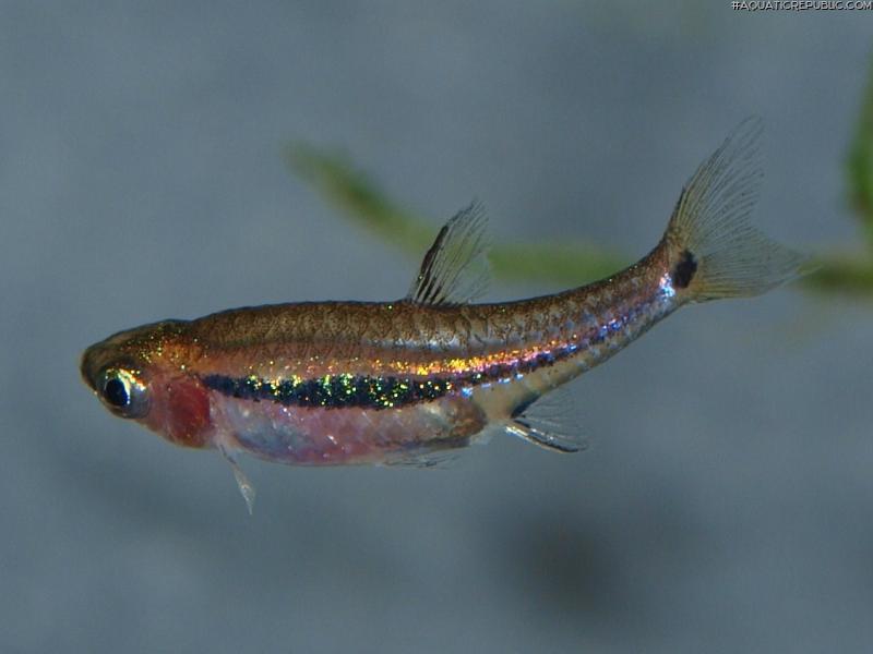 Boraras urophthalmoides