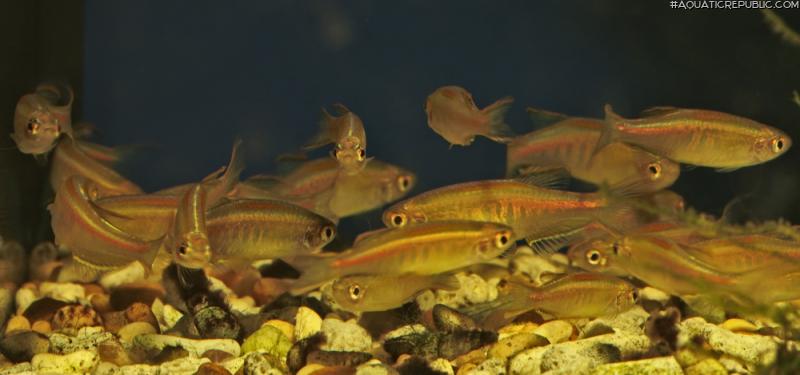 Danio choprae