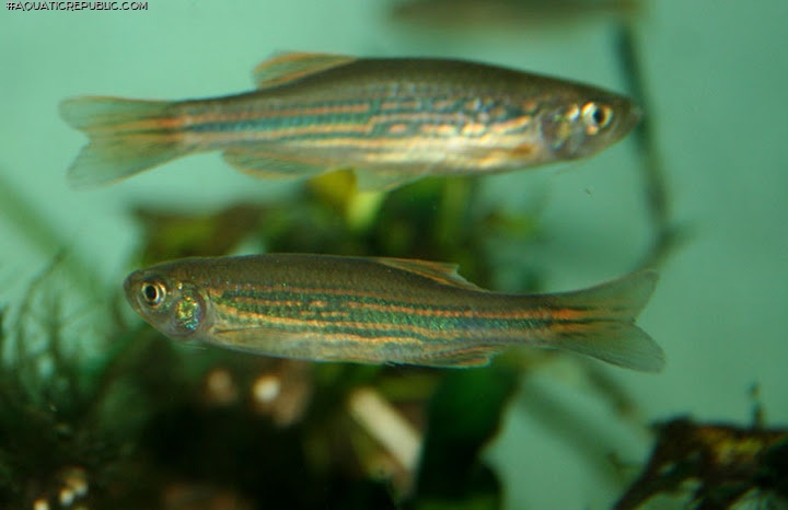 Danio meghalayensis