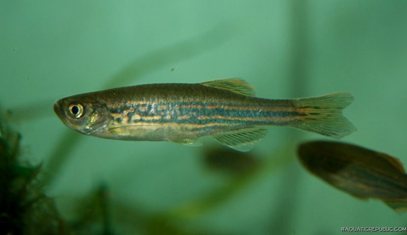 Danio meghalayensis