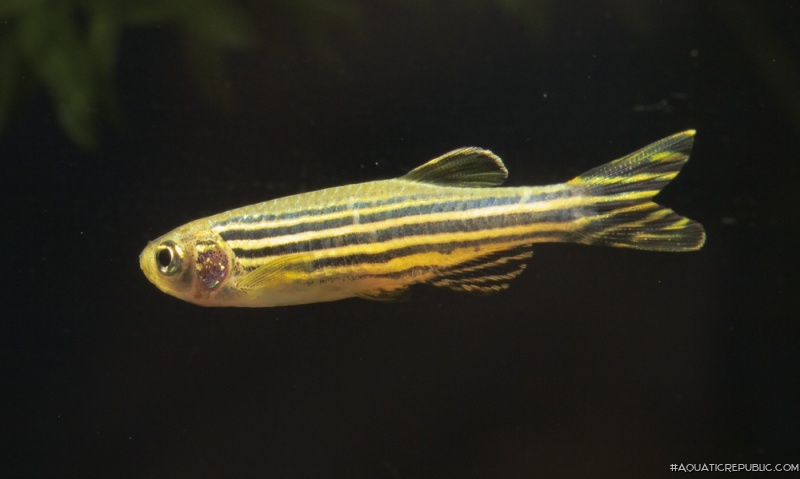 Danio rerio