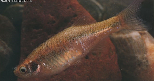 Devario apogon