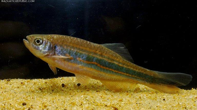 Devario assamensis