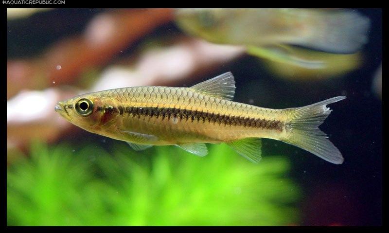 Rasbora dandia