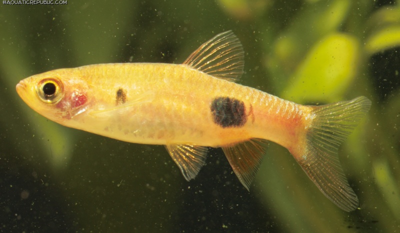 Rasbora kalochroma