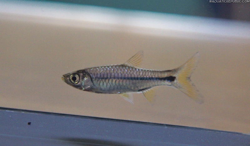 Rasbora paviana