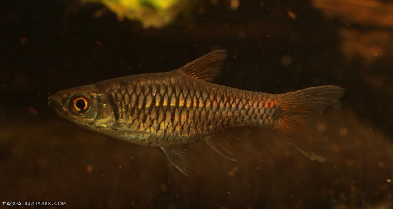 Rasbora rutteni