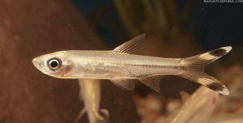 Rasbora trilineata