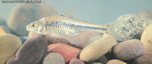 Coreius heterodon